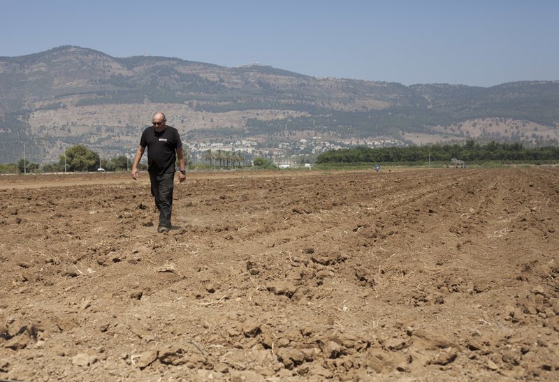 In this Wednesday, July 17, 2018, photo, Israeli farmer Ofer Moskovitz walks through his field near Kfar Yuval, Israel. A five-year drought is challenging Israel's strategy of addressing its water woes with desalination. With farmers reeling from parched fields and the country's most important bodies of water shrinking, Israel once again is having to cope with a stifling lack of water despite professing to have tackled the issue. (AP Photo/Caron Creighton)