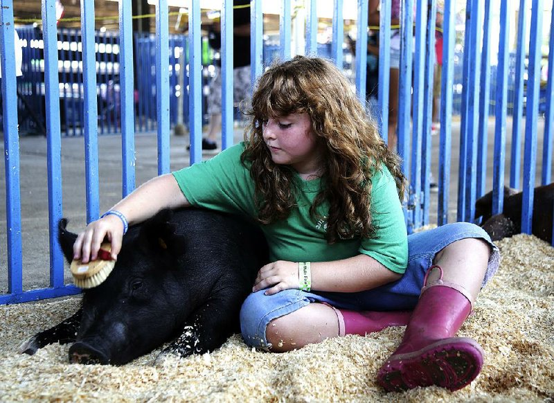 Brianna Strada, 9, grooms her pig Sunny before a swine show at the Sussex County Farm and Horse Show in Augusta, N.J., on Sunday.