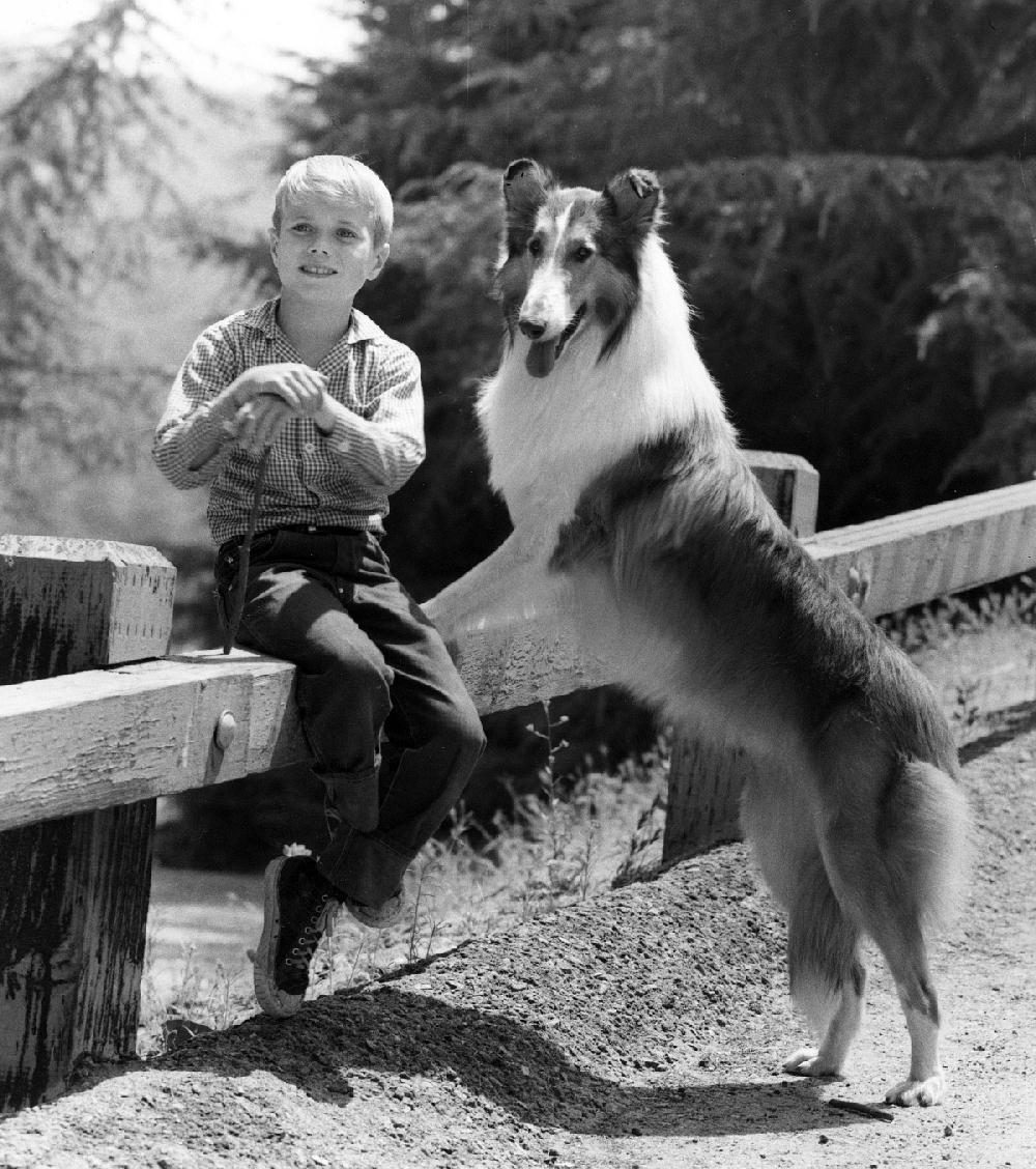 was lassie a male or female dog