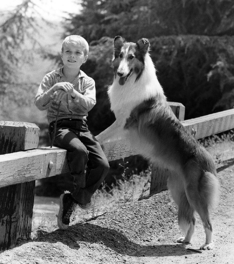 Had Timmy (Jon Provost) ever fallen in the well, one of the male dogs that played his best friend Lassie surely would have saved the day — unless “she” was too distressed by his distress.