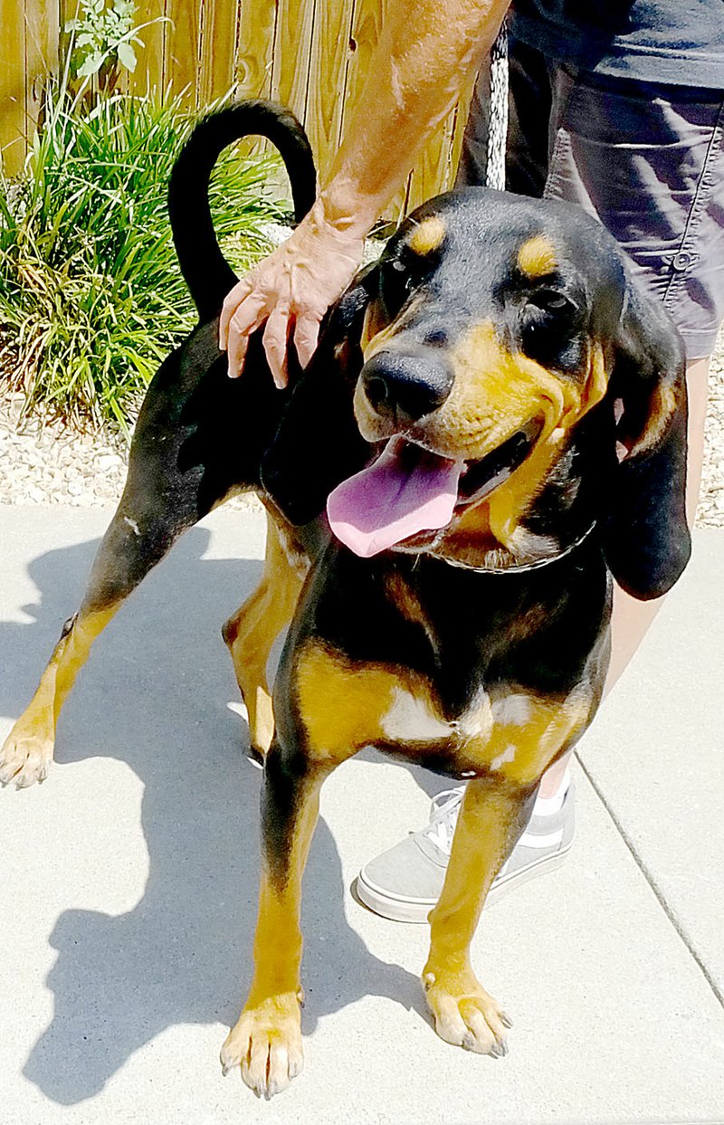 Lynn Atkins/The Weekly Vista Pluto is a one-year-old coonhound. A neutered male, he gets along with other dogs but is afraid of cats. Shelter staff describes him as very affectionate. To adopt any of the dogs or cats at the shelter, visit 32 Bella Vista Way or call 479-855-6020.