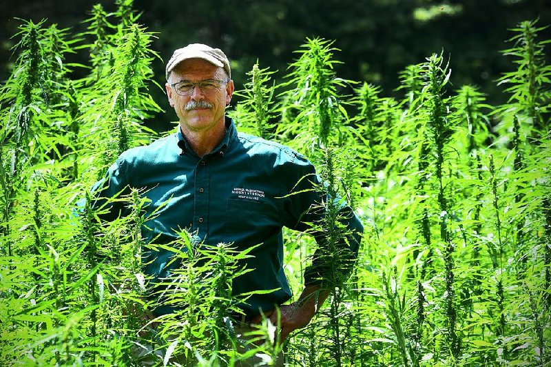 Dean Norton, director of horticulture at Mount Vernon, shows off the newest crop at George Washington’s estate, part of an effort to return industrial hemp to its historical context and promote its use in the modern world.