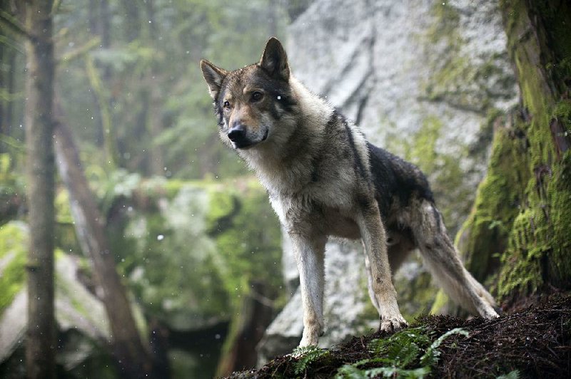 a dog-wolf hybrid named Chuck plays the title role in Albert Hughes’ Alpha, a prehistoric adventure that depicts the origins of the man-ca- nine friendship.