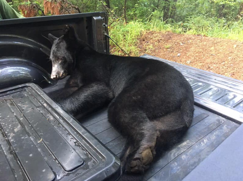 A full-grown male bear was spotted Thursday night in a tree in Conway.