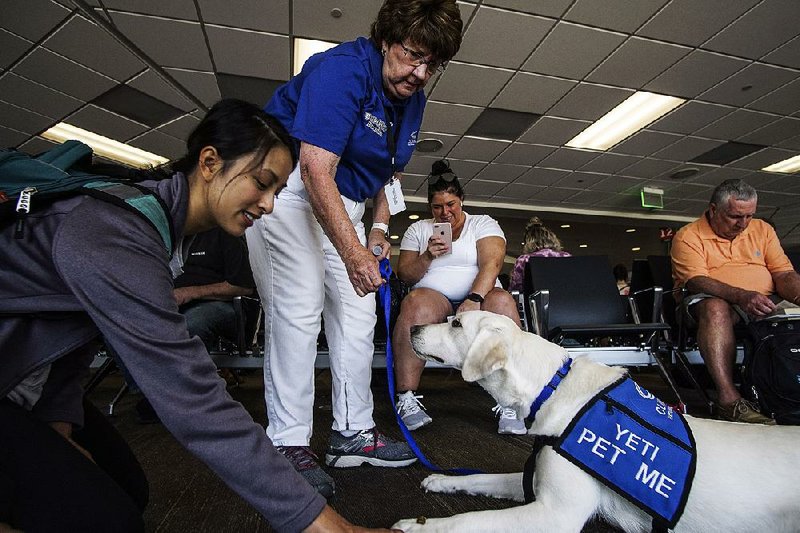 Caroline Chen (left) of Little Rock, who was flying to Seattle, gives some treats to Yeti, a Labrador, as Georgann Freasier, Yeti’s handler, looks on, in the waiting area at Bill and Hillary Clinton National Airport/Adams Field on Thursday.