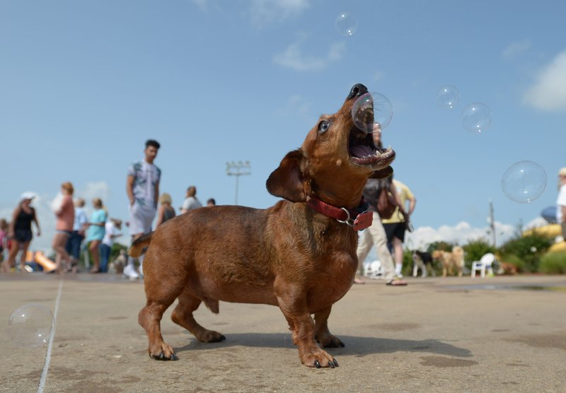 Copper, a dog owned by Barbara Dunlap of Prairie Grove, pops soap bubbles Saturday, Aug. 18, 2018, while enjoying the sixth annual Soggy Doggy Pool Party at the Prairie Grove Aquatics Center. The event serves as a fundraiser for the Prairie Grove Pound and is held yearly before the pool is drained for the season.