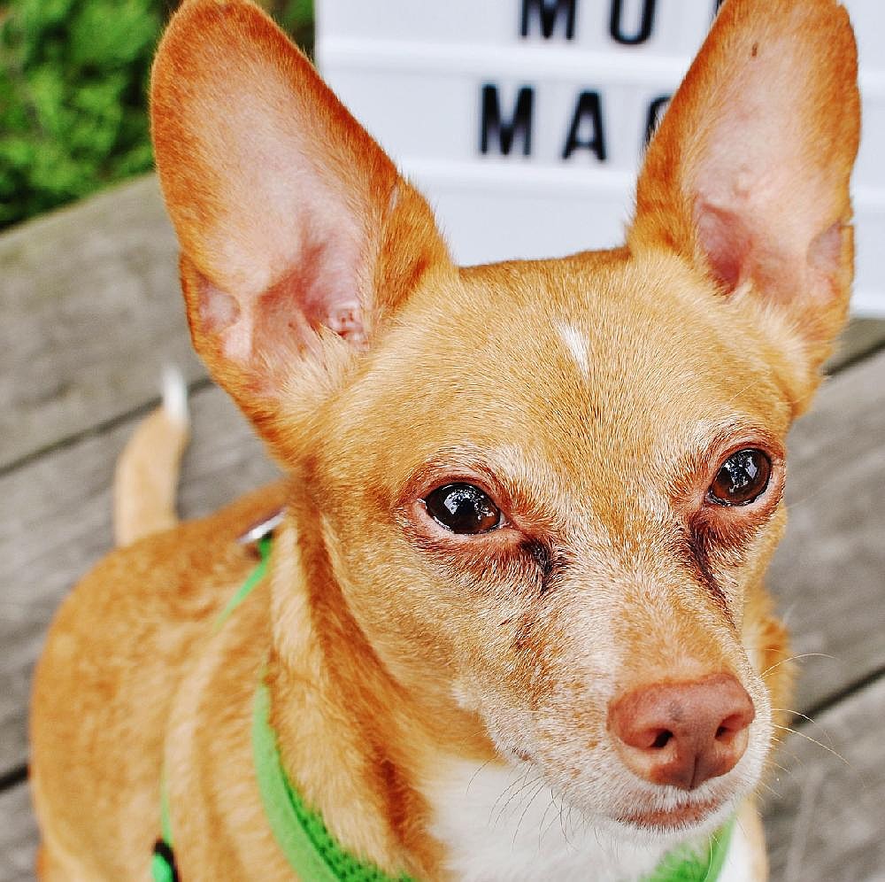 Pet of the Week | The Arkansas Democrat-Gazette - Arkansas' Best News ...