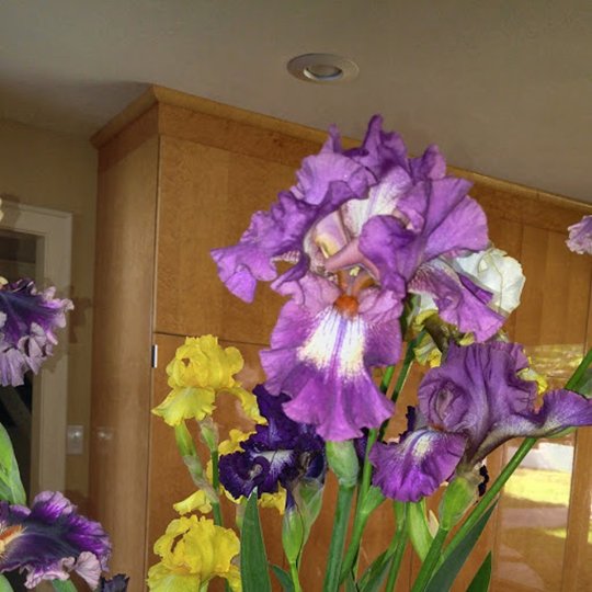 Iris sale Saturday at Depot