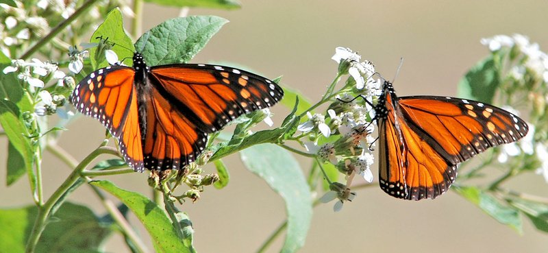 Submitted/TERRY STANFILL Monarch butterflies visit the blooms of a milkweed plant along the Eagle Watch Nature Trail in Gentry.