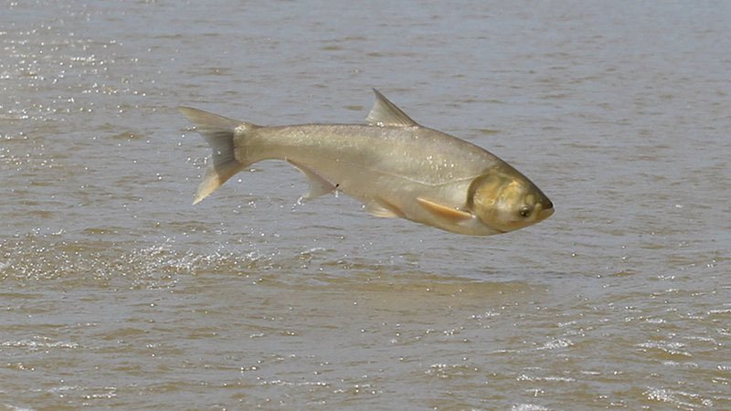 Courtesy Photo Asian carp, particularly silver carp (shown above) and bighead carp, have invaded many of Arkansas lakes. Silver ones have a tendency to leap from the water when startled by the sound of passing boats.