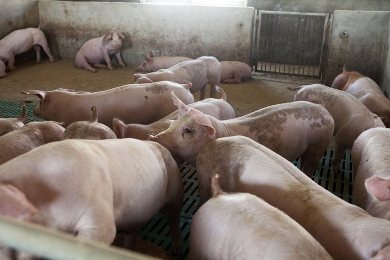 Pigs at a farm in Tianjin, China, on Feb. 2, 2018. Bloomberg photo by Giulia Marchi.