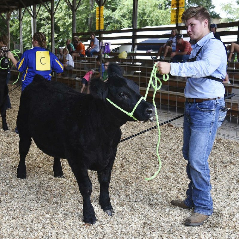 Richie Greene, a Future Farmers of America student, leads a feeder calf Thursday during the Round Robin Showmanship event at the Greenup County Fair in Greenup, 
Ky. 