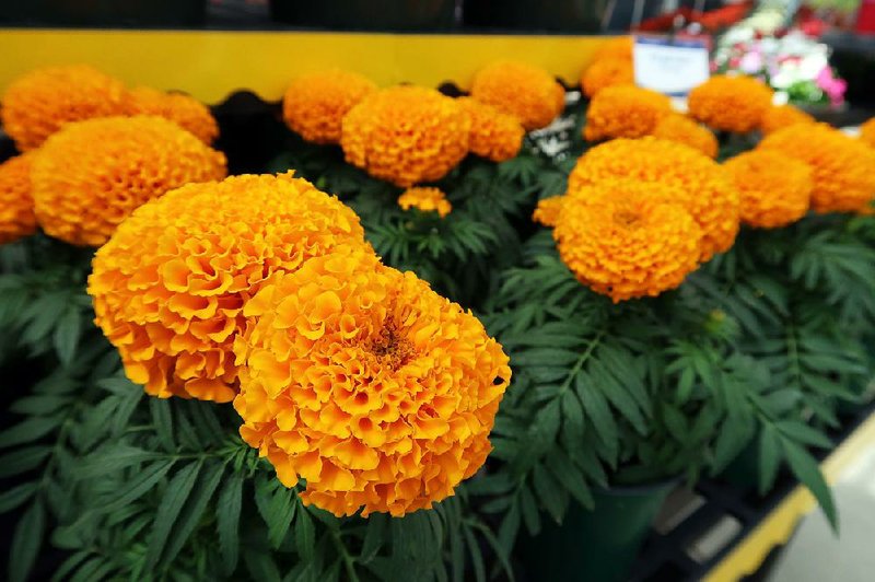 “Proud Mari” marigolds have double flowers in gold, yellow and, as seen here, orange.  
