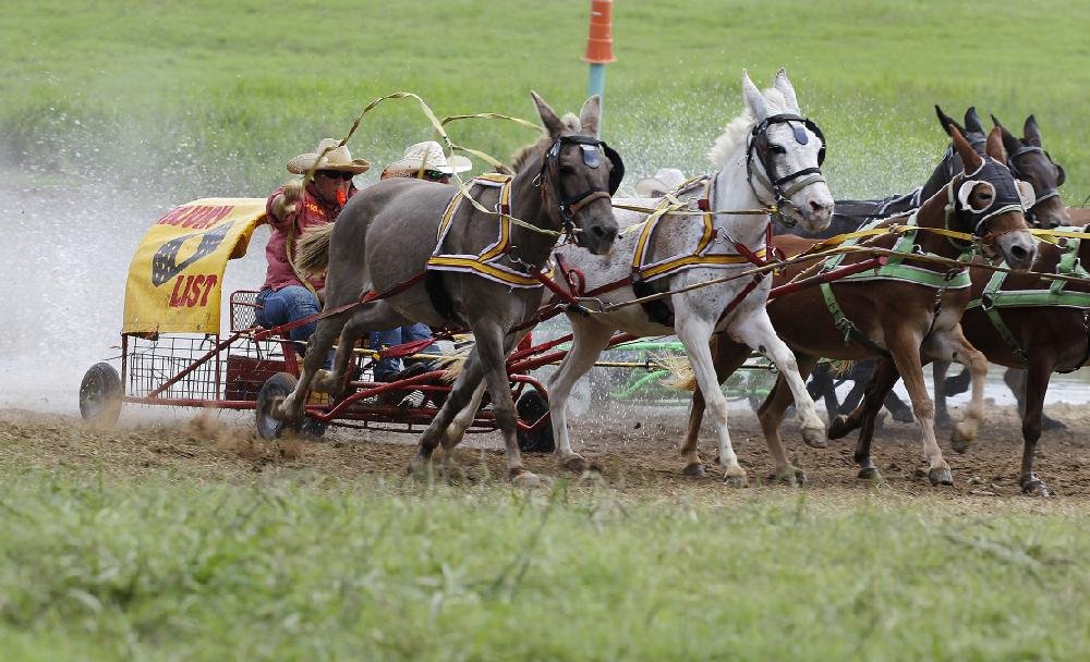 Chuckwagon Racing in Clinton The Arkansas DemocratGazette Arkansas