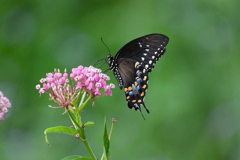 Courtesy photo/TERRY STANFILL A spicebush swallowtail butterfly rests on swamp milkweed Aug. 23 at Swepco Lake along the Eagle Watch Nature Trail.