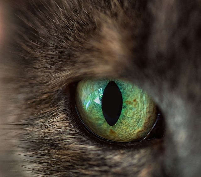 Courtesy photo The monthly photography contest challenge for August was macro photography. The first-place winner was Jean Berg with her photograph of a cat's eye. Becky Brubaker won second place, and Charles Kerr won third place.