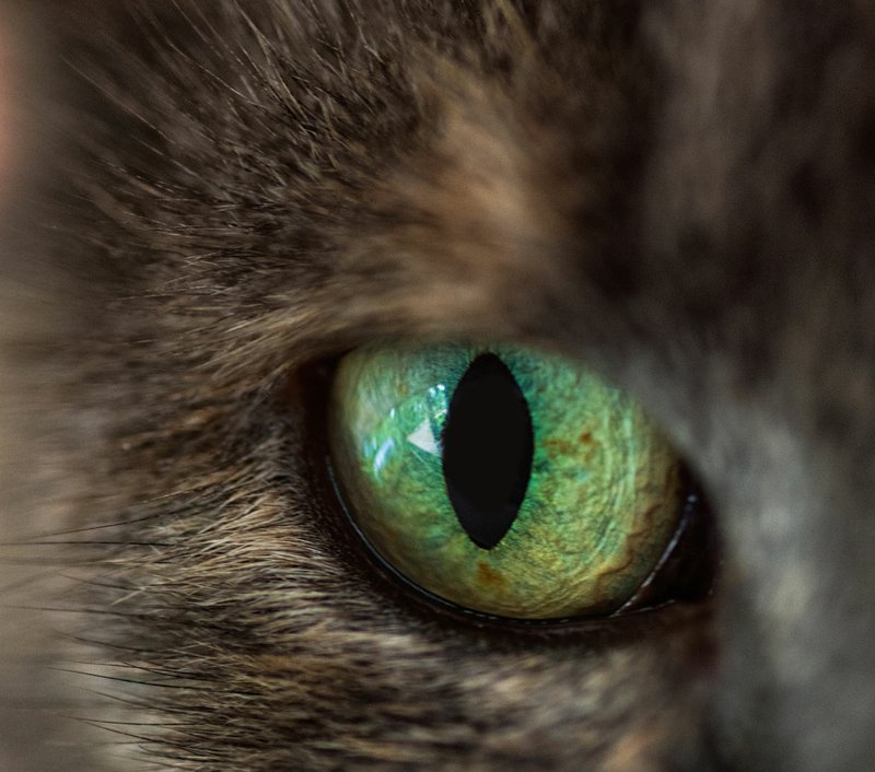 Courtesy photo The monthly photography contest challenge for August was macro photography. The first-place winner was Jean Berg with her photograph of a cat's eye. Becky Brubaker won second place, and Charles Kerr won third place.