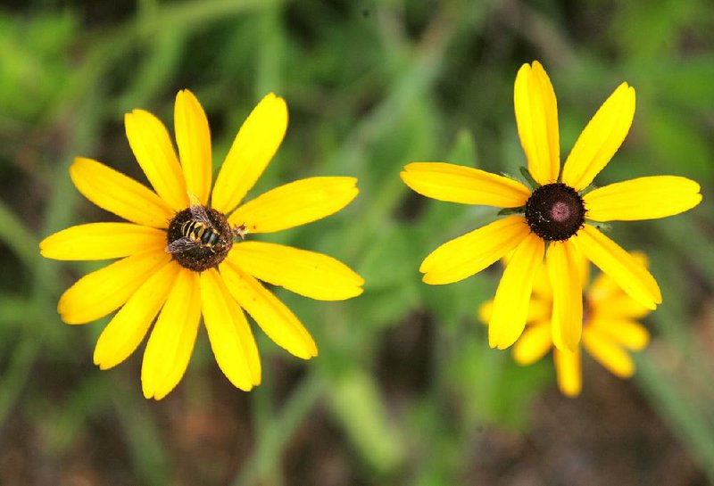 A honeybee lands on the center of a black-eyed Susan. 