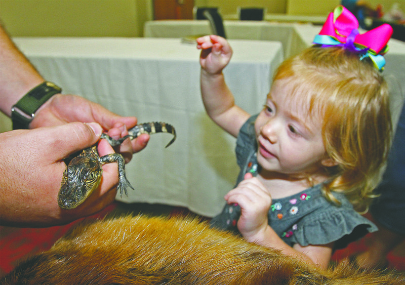 Two-year-old Alyssa Winters interacts with a baby alligator from White Oak Lake State Park