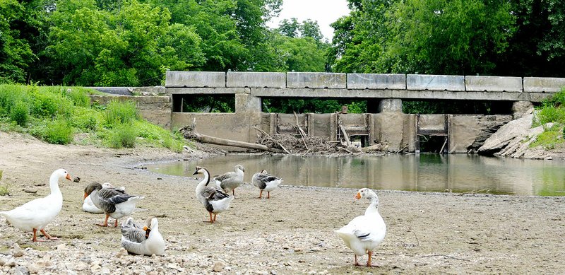 Ducks sit on a dry portion of lake bed in front of the Lake Bella Vista dam. How to fix the failed dam has been a point of contention among Bentonville officials, previous land owners and environmental advocates for at least a decade. The lake and dam is owned by Bentonville. 

