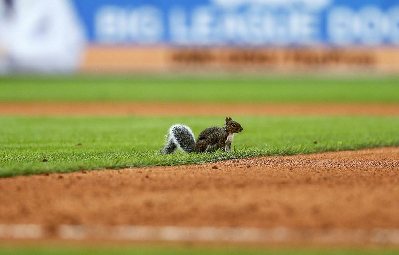 A squirrel runs onto the field in the seventh inning of a baseball game be- tween the Detroit Tigers and the St. Louis Cardinals on Sunday in Detroit. The incident delayed the game, but the Cardinals weren’t affected as they scored five runs after play resumed.