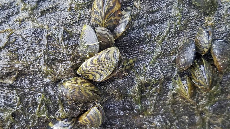 Zebra Mussels Found Near Bull Shoals