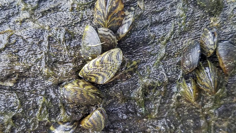 Courtesy photo/ARKANSAS GAME AND FISH COMMISSION Zebra mussels, pictured here, have been confirmed in the White River below Bull Shoals Dam.