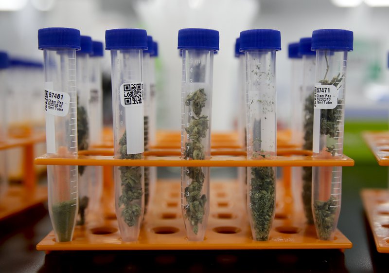 In this Wednesday, Aug. 22, 2018, photo, marijuana samples are organized at Cannalysis, a cannabis testing laboratory, in Santa Ana, Calif. Nearly 20 percent of the marijuana and marijuana products tested in California for potency and purity have failed, according to state data provided to The Associated Press. (AP Photo/Chris Carlson)