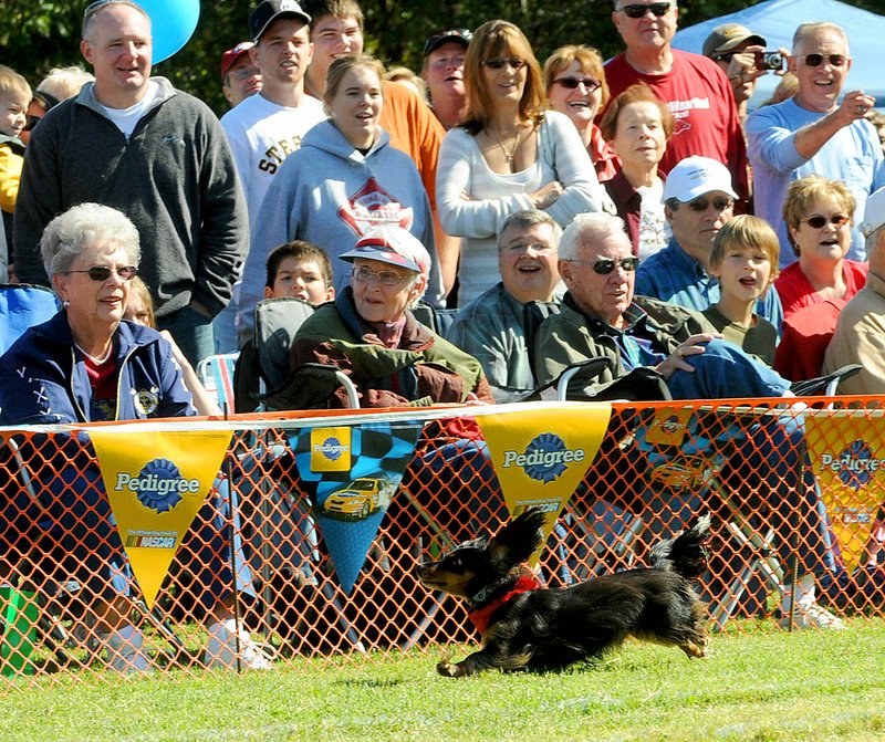 FILE PHOTO A crowd of an estimated crowd of 500 showed to watch the third annual "Wiener Takes All" benefit dog races at the softball field on Glasgow Road in the Bella Vista Highlands. Now in it's 12th year, event supports the Bella Vista Animal Shelter.