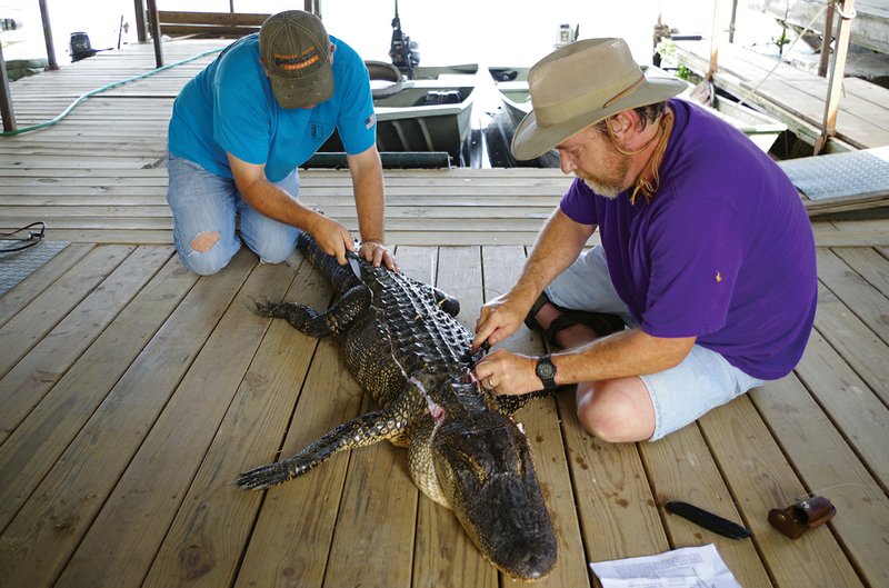Skinning an alligator you’ve killed yourself can be a daunting task, as Keith Sutton of Alexander, right, and Chuck Long of Marmaduke learned after killing this 7 1/2-footer. But the delicious meat that results will provide many meals for family and friends.