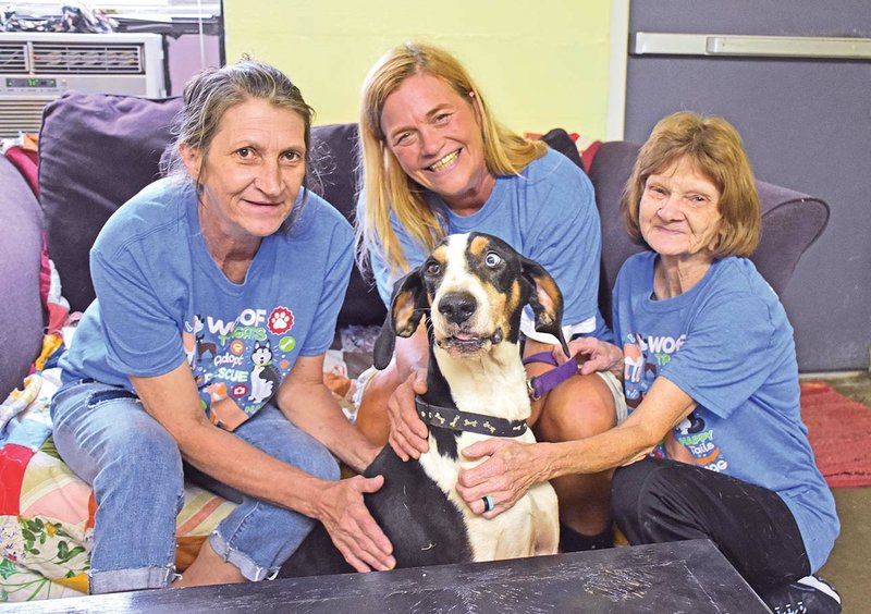 Volunteers at the SNYP (Spay and Neuter Your Pets) Arkansas shelter in Clinton are, from left, Gisele Shawl, also a board member; Lisa Nixon; and Linda Marsden. They are pictured with Amos, a male Tennessee Walker mix, who will be going to a rescue in Massachusetts soon. The SNYP shelter will receive the proceeds from the second annual Van Buren County Highway 65 Roadkill Wild Game Cook-off, set for Sept. 29 in Archey Fork Park in Clinton.