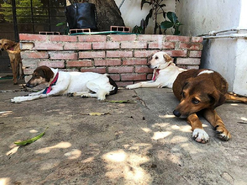 Canelo, Olivia and Serena, among the many dogs Venezuelans are abandoning at shelters or on the street, rest in the shade earlier this month in Caracas. 