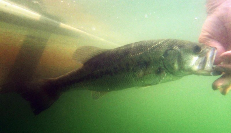 This file photo shows a largemouth bass being released.