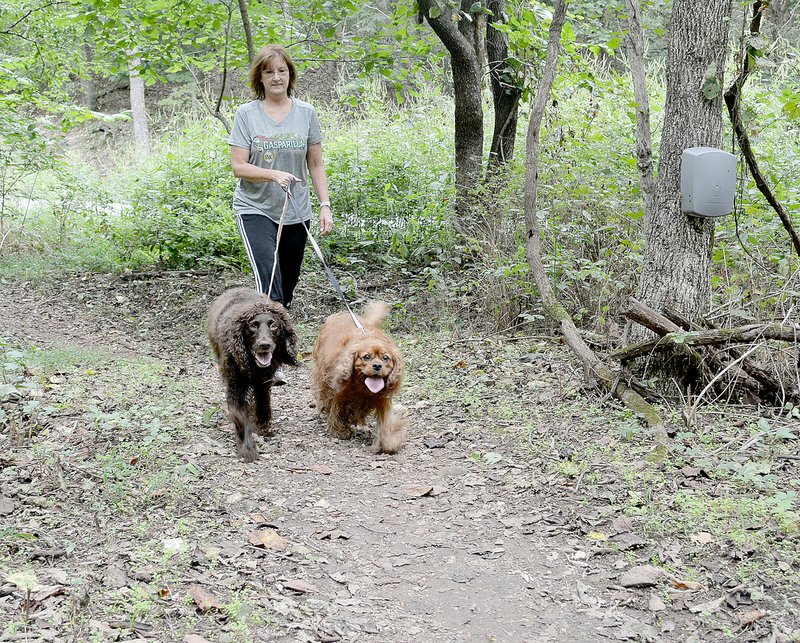 Keith Bryant/The Weekly Vista Cheri Wright walks Cali and Milo down a section of the Back 40 trails near the Lake Ann trailhead off Castleford Drive. A counting device, the grey plastic box on the right, records anyone walking by who interrupts its infrared beam.