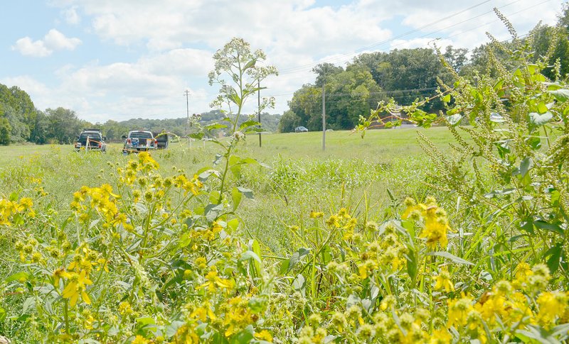 Keith Bryant/The Weekly Vista Flowers, flowering grass and other plants grow alongside U.S. Highway 71 where a restoration project is underway.