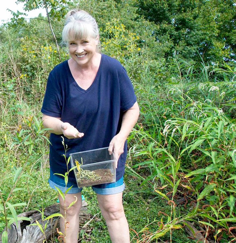 Special to the Westside Eagle Observer/TERRY STANFILL Cindy McWilliams from Marble shows the caterpillars of the monarch butterfly which she raised at her home in Marble and brought to the Eagle Watch Nature Area in Gentry on Sept. 6 to feed on the swamp milkweed, host plant for the monarch, which Terry Stanfill planted there. The end result will be more monarch butterflies to help in the fight to keep these beautiful insects from being lost due to a decline in its host plant across North America.