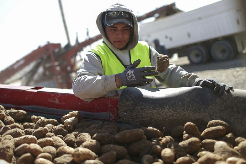 A picker cleans dirt off potatoes Wednesday near Idaho Falls, Idaho. China has warned of a 10 percent tariff for frozen potatoes and a 25 percent tariff for dehydrated potatoes, both yet to be implemented. 