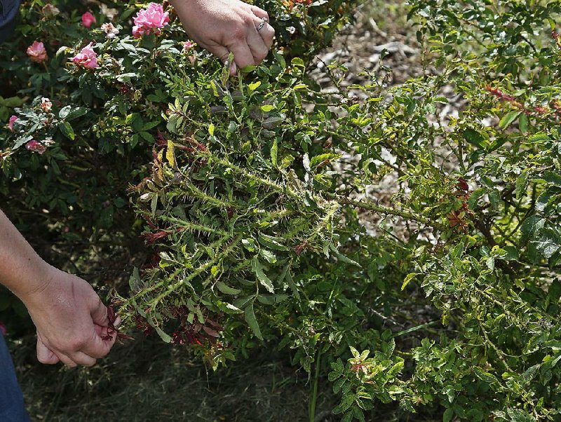 A rose bush exhibits telltale signs of rose rosette virus at a research plot in Perkins, Okla.