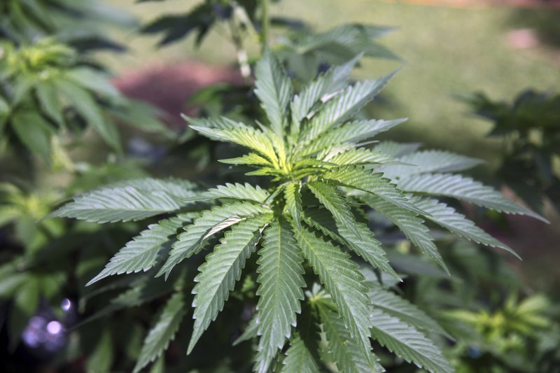 FILE - In this Feb. 17, 2016 file photo, marijuana plants grow at a home in Honolulu. (AP Photo/Marina Riker, File)