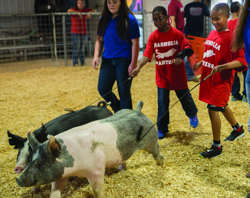 Damarion Hicks and Jayden Williams of Central Elementary School guide show pigs through the pen Wednesday morning as part of the second annual special education animal show at the Columbia County Fair and Livestock Show.