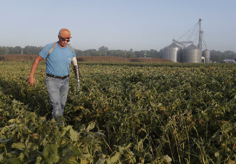 Jack Maloney makes his way through a soybean field at his farm in Brownsburg, Ind., earlier this month.