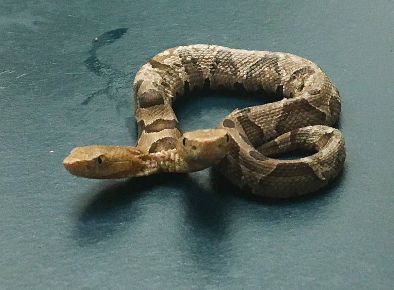 This Sept. 20, 2018, photo provided by the Wildlife Center of Virginia shows a two-headed eastern copperhead snake at the center in Waynesboro, Va. 