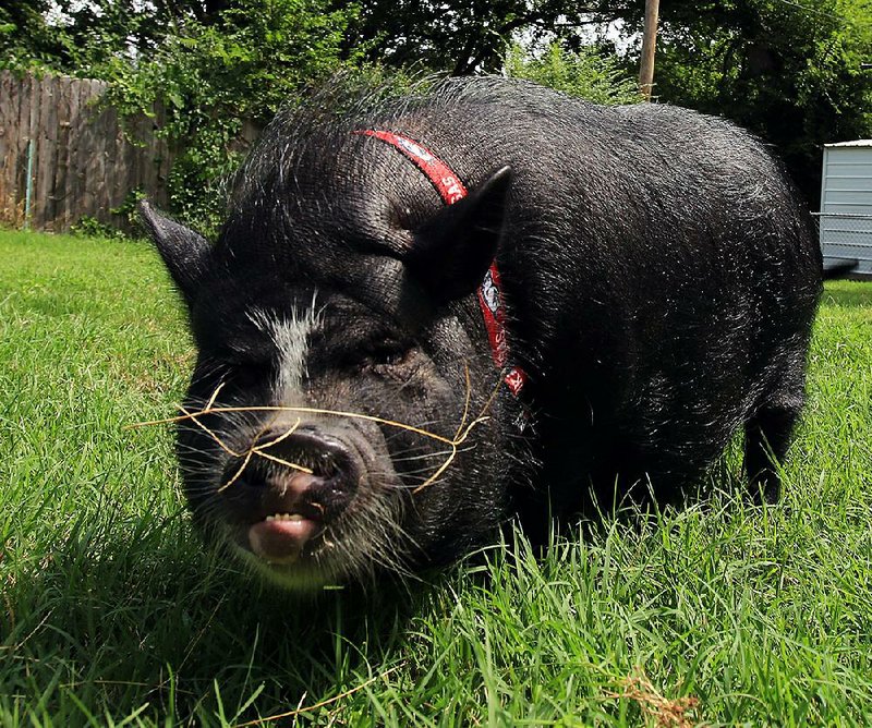This pet potbellied pig, shown in 2013, was cast out of Little Rock by city ordinance. The owners sued but eventually gave up and moved to a more pig-friendly locale. Now, Eureka Springs is banning such swine. 