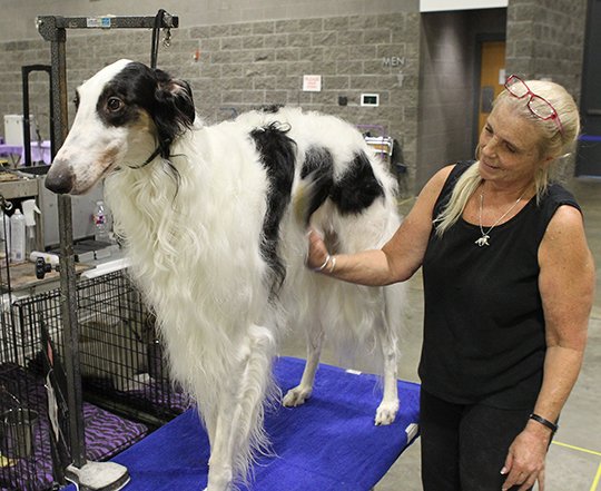 The Sentinel-Record/Richard Rasmussen GETTING GROOMED: Laurie Courtney, of Keller, Texas, grooms Danny, a borzoi Russian wolfhound, Friday at the Hot Springs Convention Center in preparation for this weekend’s Hot Springs National Park Kennel Club’s annual dog show.