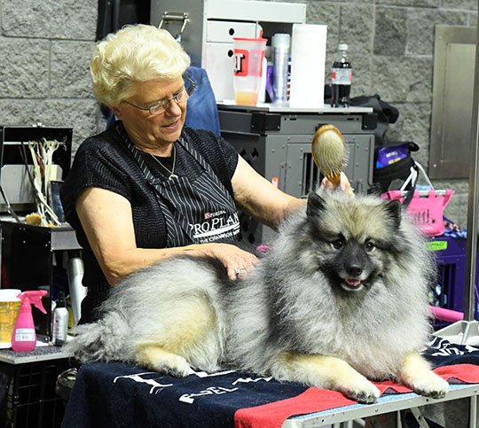 The Sentinel-Record/Grace Brown SPA TREATMENT: Donna Smith grooms her keeshond, Walker, ahead of competition at the Hot Springs National Park Kennel Club's annual dog show at the Hot Springs Convention Center on Saturday.
