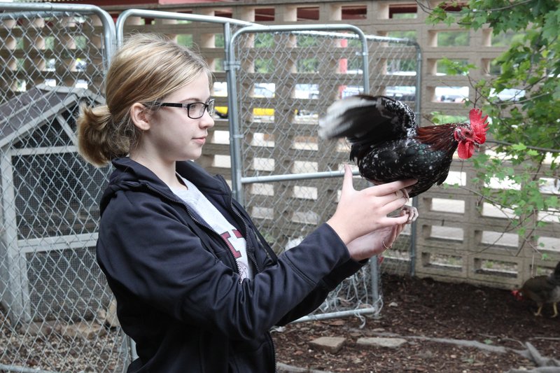 The Sentinel-Record/Richard Rasmussen
Hot Springs Junior Academy eighth-grader Sloane Nutt holds a chicken Friday, demonstrating how this particular chicken has grown attached to her.