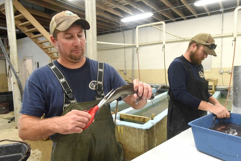 NWA Democrat-Gazette/FLIP PUTTHOFF Joe Adams, manager of the Charlie Craig State Fish Hatchery in Centerton, clips a piece of fin from a channel catfish. Some 60,000 channel catfish were clipped and freeze branded, then stocked in Beaver Lake as part of a study.