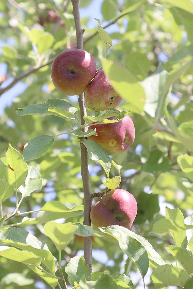 Ryan Acord and his wife, Jordan Stidham, didn't know what variety of apples they would have until the trees started producing this fall. They've found many varieties, including Golden Delicious, Granny Smith, Arkansas Black, Red Delicious.