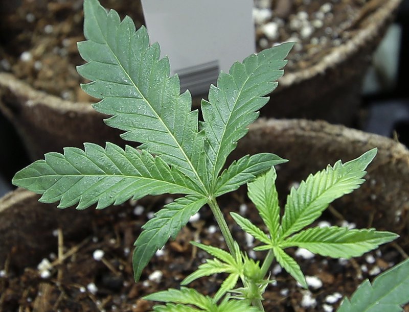  In this July 12, 2018 file photo, newly transplanted cannabis cuttings grow in soilless media in pots at Sira Naturals medical marijuana cultivation facility in Milford, Mass.  (AP Photo/Steven Senne, File)