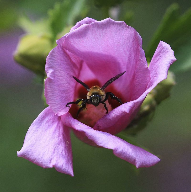 Bees will buzz and honey will flow at the Arkansas Honey Festival on Saturday. The festival blends honey and bee education with fun activities. 